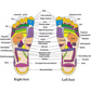Unisex Acupressure Therapy Slippers – Pain Relief Foot Massager Sandals for Blood Circulation & Relaxation